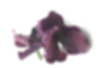 Miniaturbild: Blossom