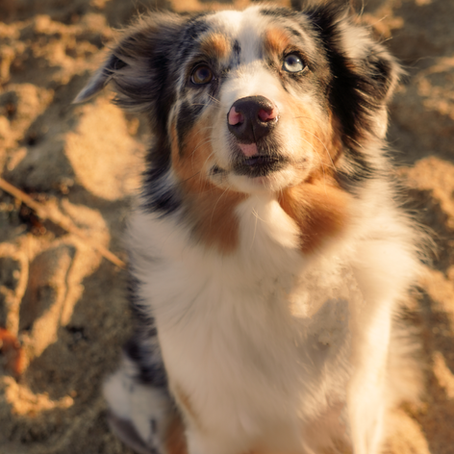 Pup!