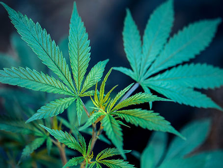 The Easiest Place and Way to Buy Weed Online in Ireland