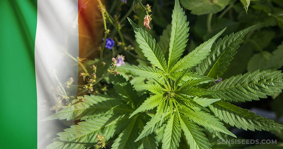 best Online weed dispensary in Dublin Ireland