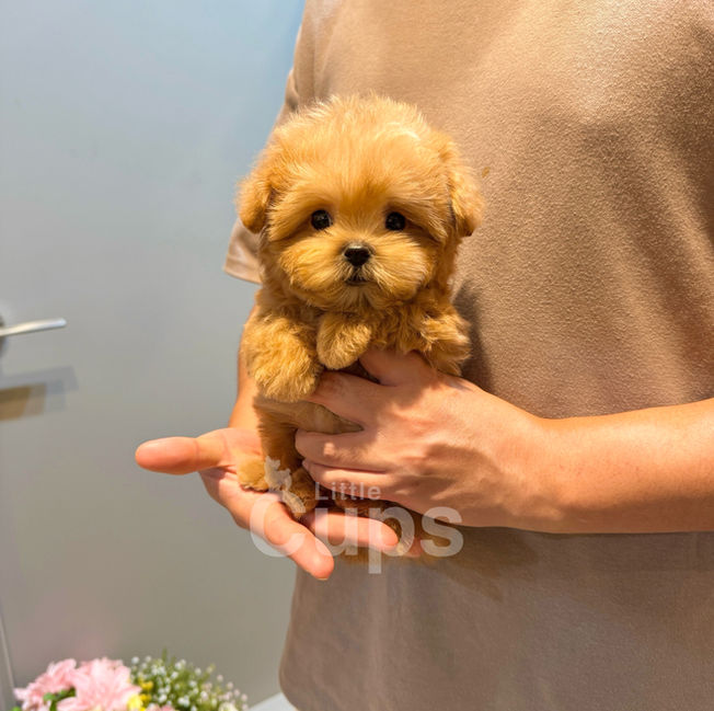 Tiny teacup Maltipoo puppy named Tato sitting on hands with a sweet teddy bear face and golden fluffy coat.