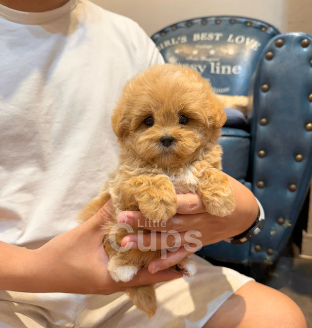 Apricot teacup Maltipoo puppy being held in a person’s hands, with soft round paws and fluffy fur, while the person sits on the floor in the background.