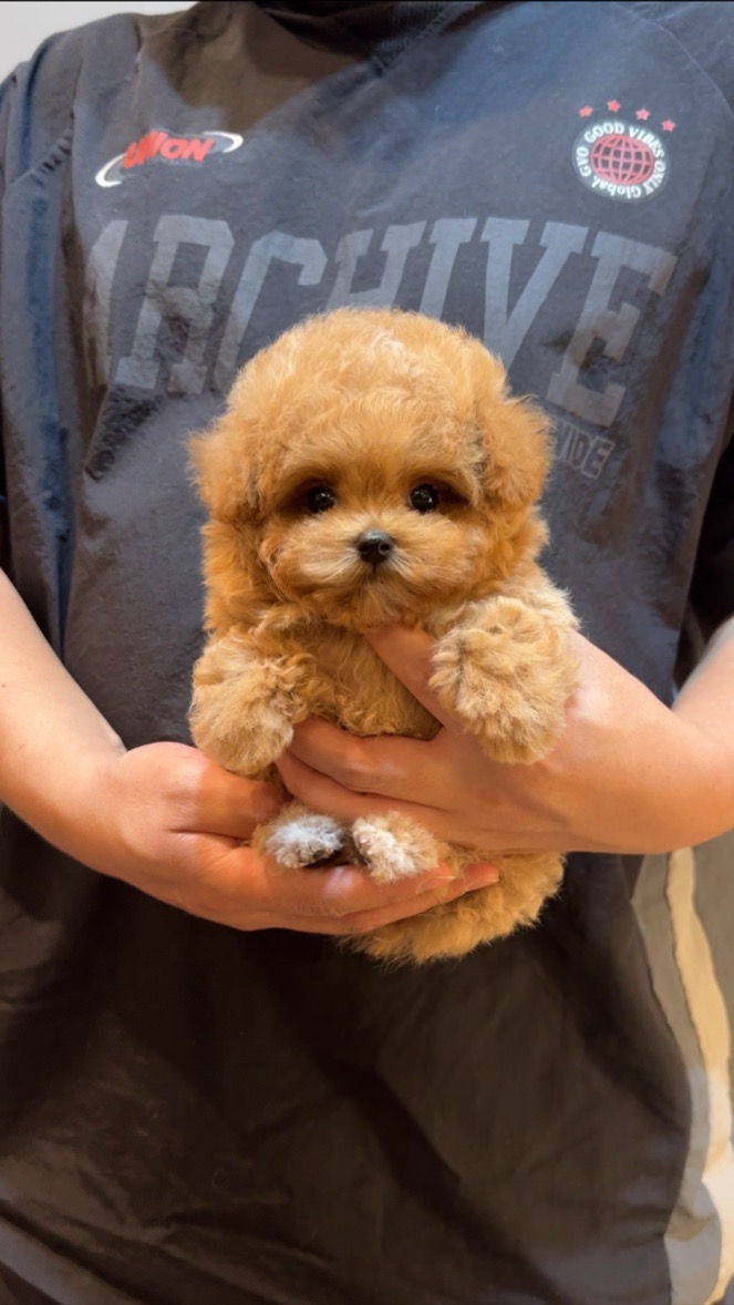 Special order Teacup Maltipoo 'Honey'