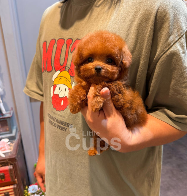 tiny red teacup poodle Ruby being held close to chest, available for adoption in Canada
