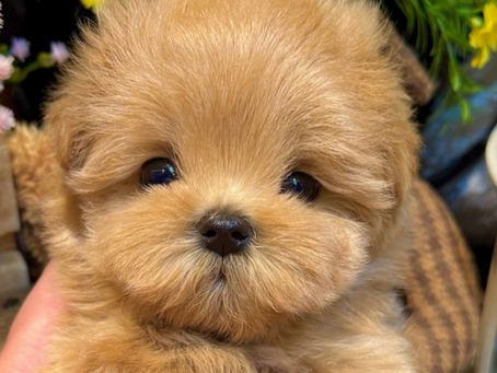 Littlecups premium Teacup Maltipoo puppy for sale in Canada and USA