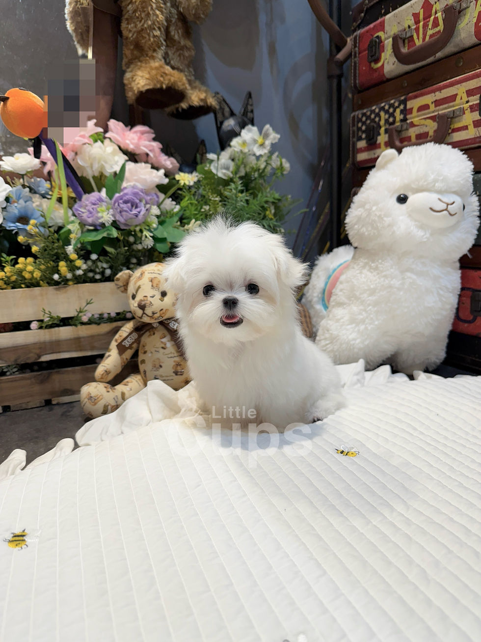 Littlecups Maltese 'Melly'