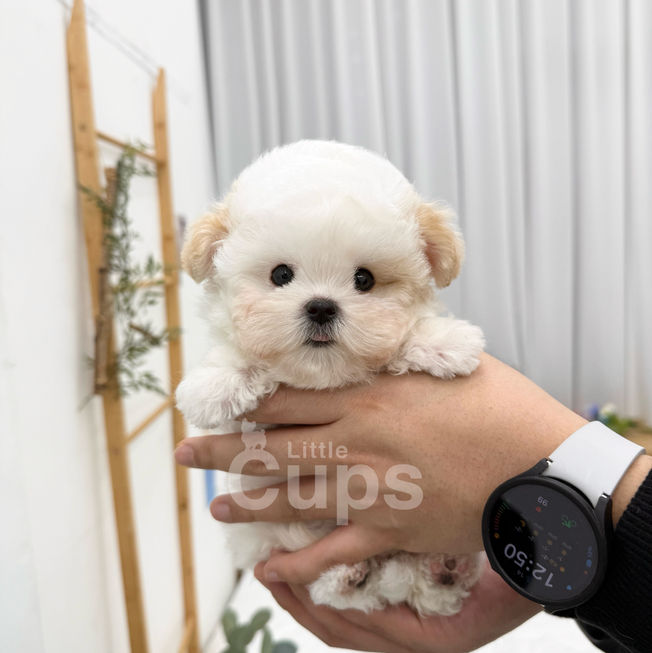 Teacup Maltipoo parti male puppy for sale – Tiny white puppy with caramel-colored ears named Waffle