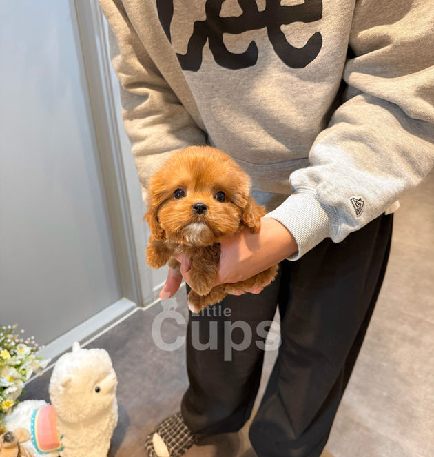 Red teacup Cavapoo puppy Mili with soft red curls and teddy bear face being gently held, available for adoption to Canada and overseas families.