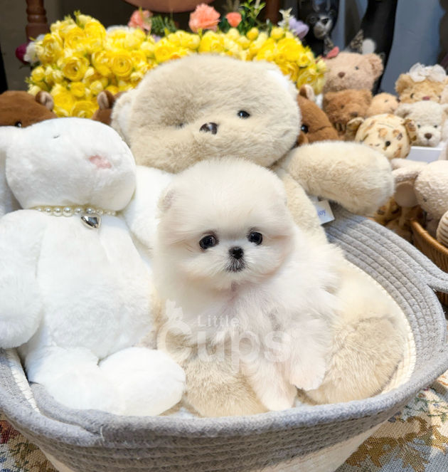 tiny white teacup Maltipom puppy Mew, Maltese and Pomeranian mix, sitting in a plush basket with teddy bears
