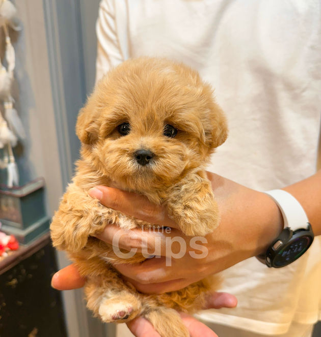 Apricot teacup Maltipoo puppy with front paws tucked in, sitting in both hands and looking up with a soft and slightly shy expression.