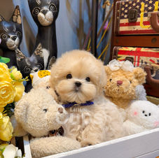 Cream teacup Maltipoo male puppy named Butter sitting in a box surrounded by teddy bears, looking adorable and fluffy.