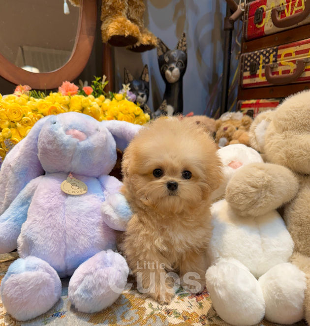 Tiny cream teacup poodle puppy named Honey sitting between plush toys and yellow flowers, photographed by Littlecups for adoption in Canada.