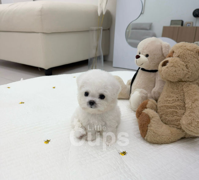 Teacup Bichon white male puppy for sale – Nino