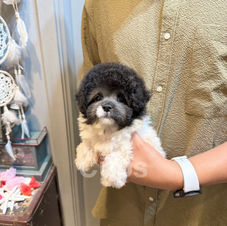 Irresistibly tiny teacup Maltipoo puppy for sale – Meet Twinkle, a stunning silver parti boy with rare markings, a sweet nature, and a playful sparkle that brightens every room he enters.