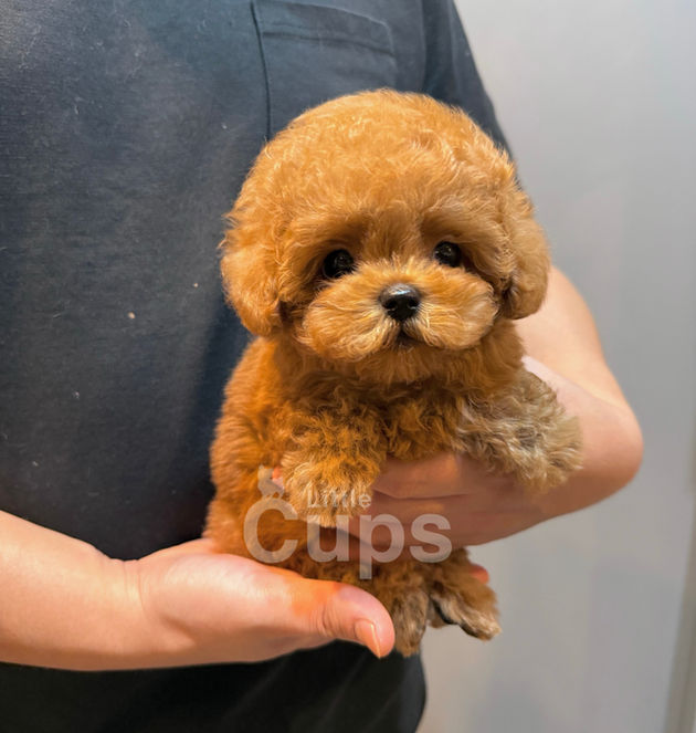 Red teacup poodle male puppy Toby with teddy bear face being held at Littlecups breeder