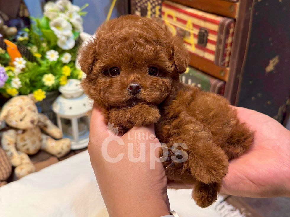 Tiny red teacup poodle puppy resting gently in hands, fluffy coat and round eyes, raised with love by Littlecups