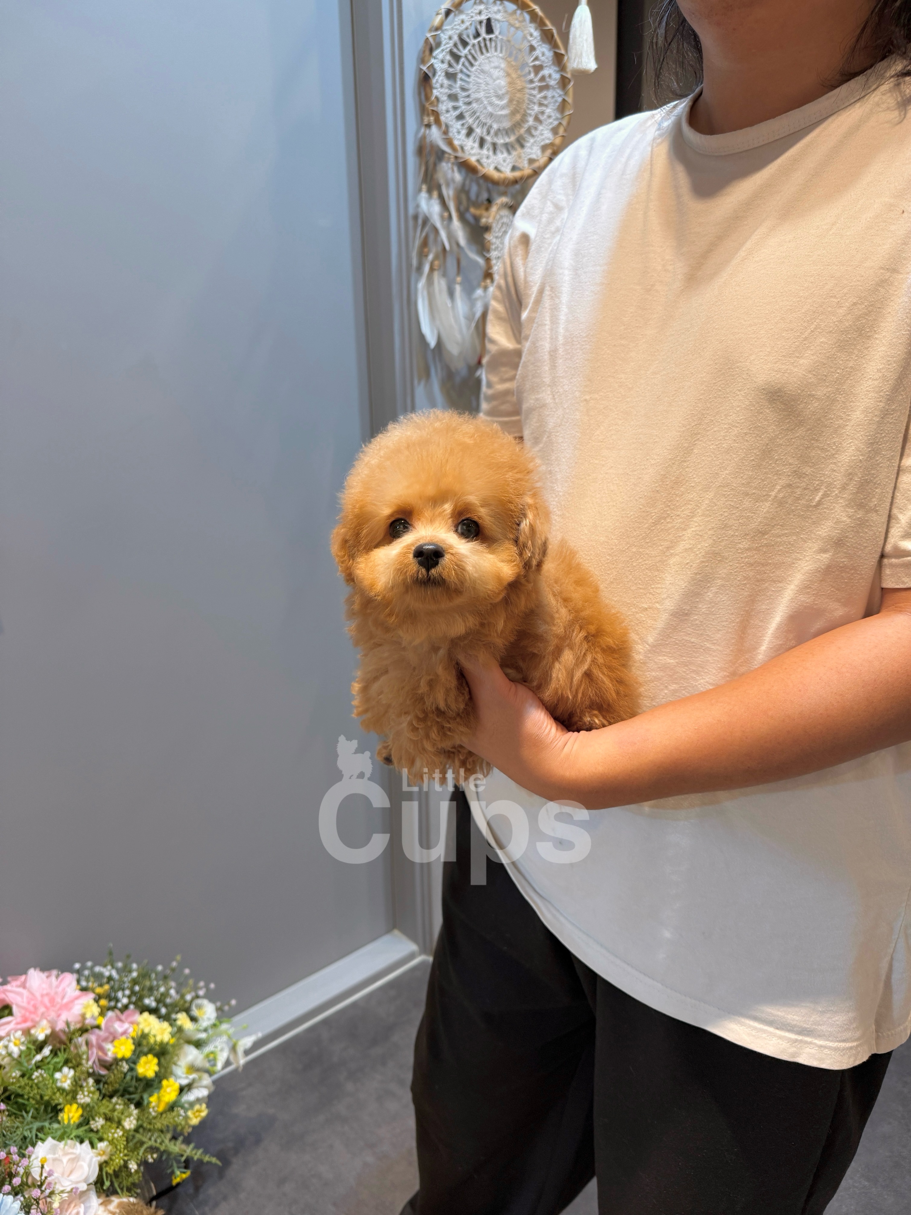Available Teacup Poodle Puppy | Little Cups | GTA Toronto, Canada