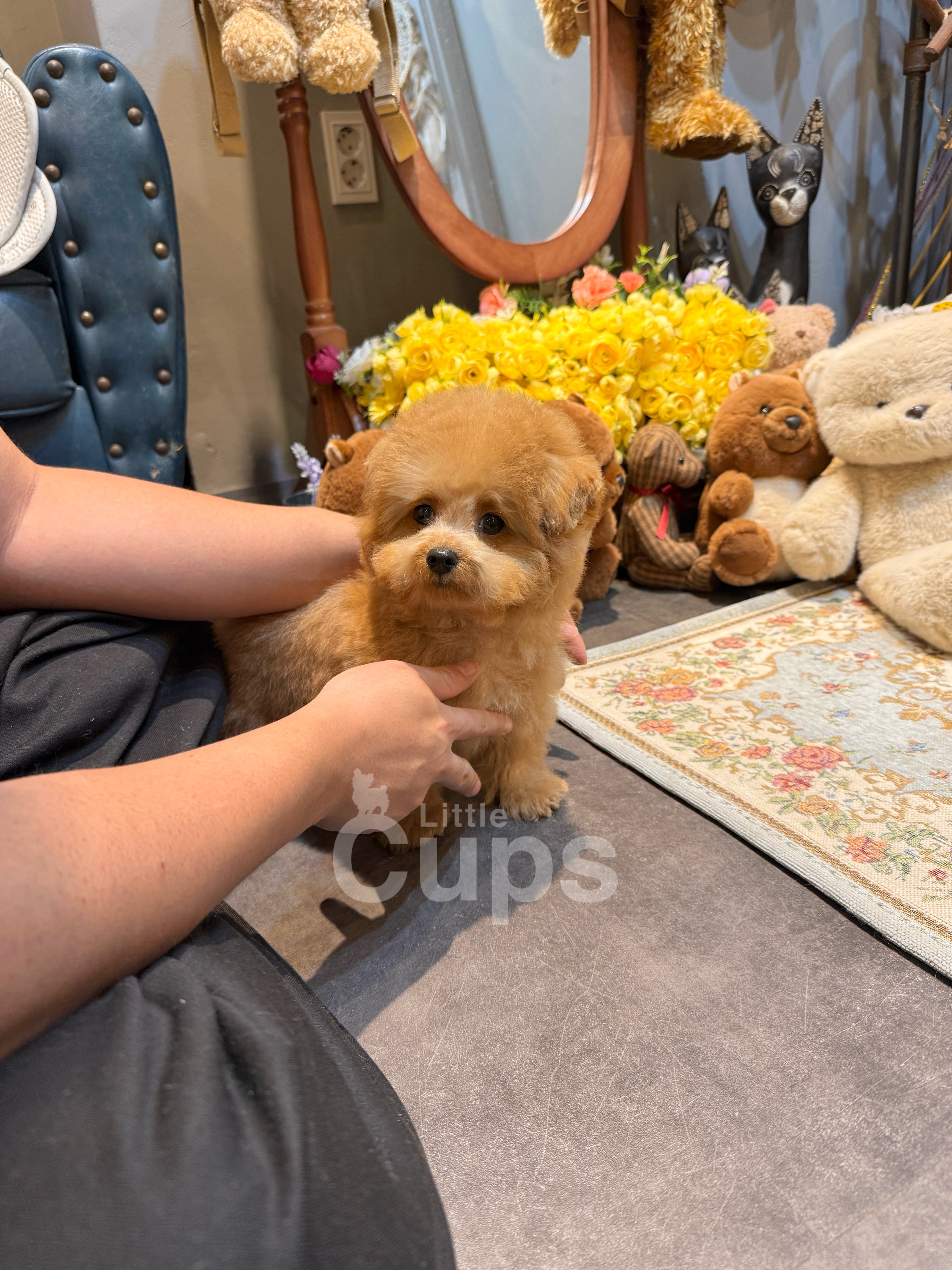 Available Teacup Poodle Puppy | Little Cups | GTA Toronto, Canada