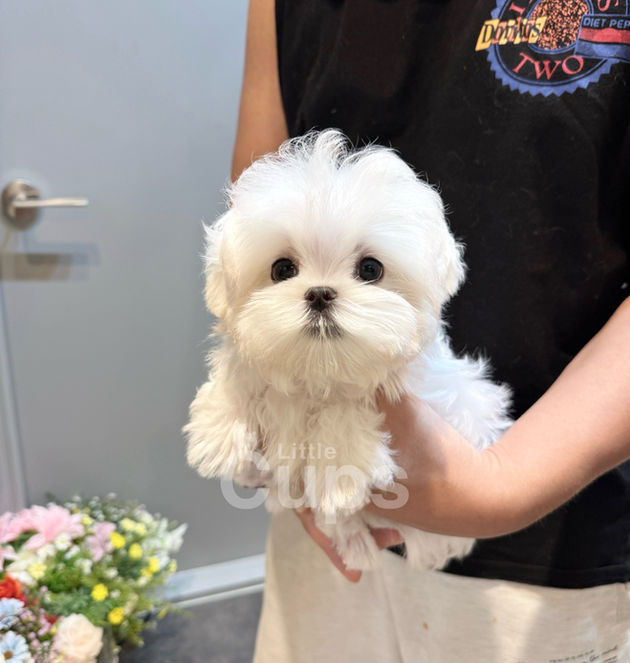 Fluffy white teacup Maltese male puppy Snow with flowers, tiny adorable boy held in hands, Canada adoption.