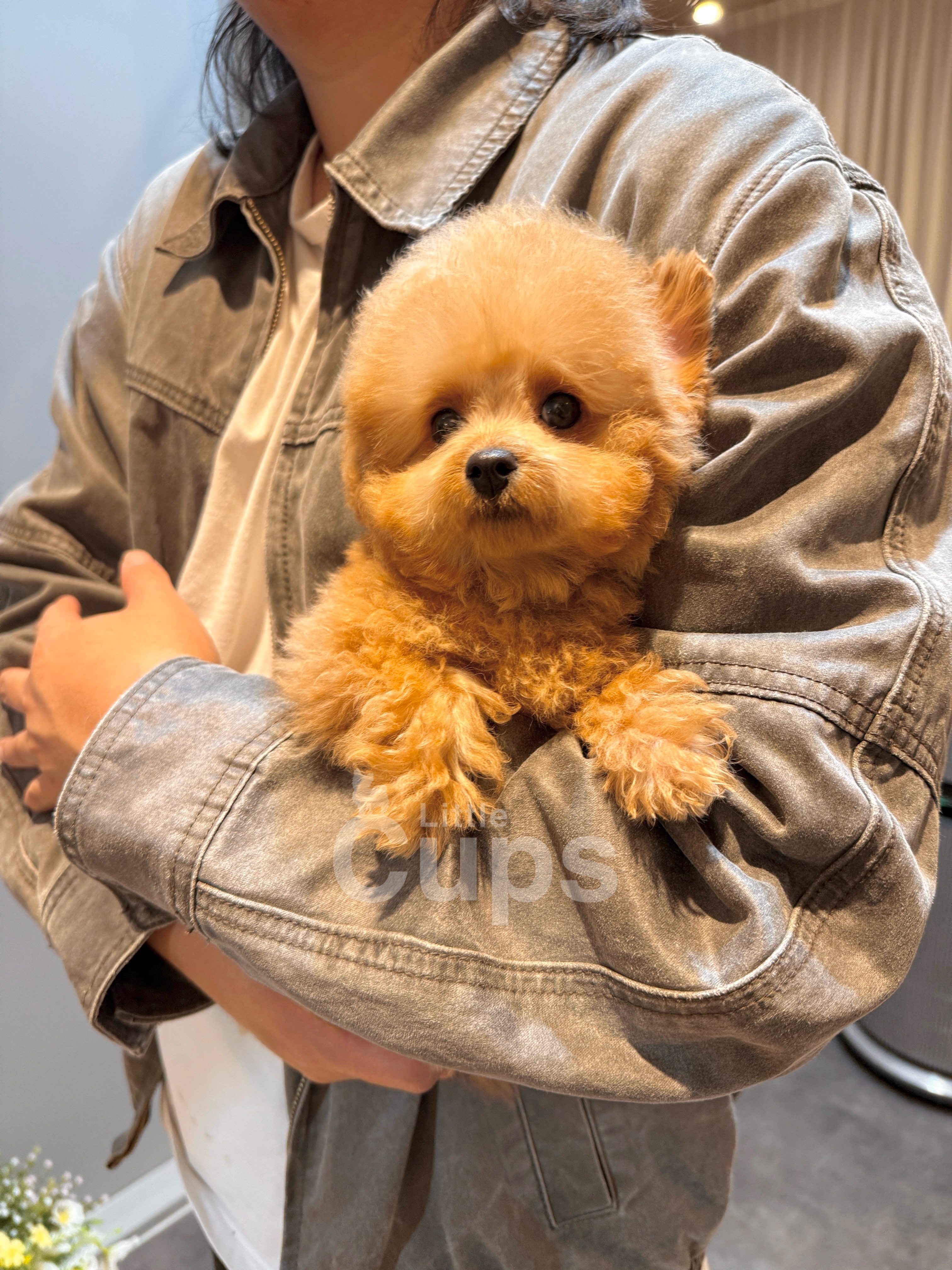 Available Teacup Poodle Puppy | Little Cups | GTA Toronto, Canada