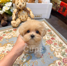 Apricot teacup Maltipoo female puppy named Peach sitting on a floral rug with teddy bears in the background, looking at the camera with big eyes – Littlecups Canada