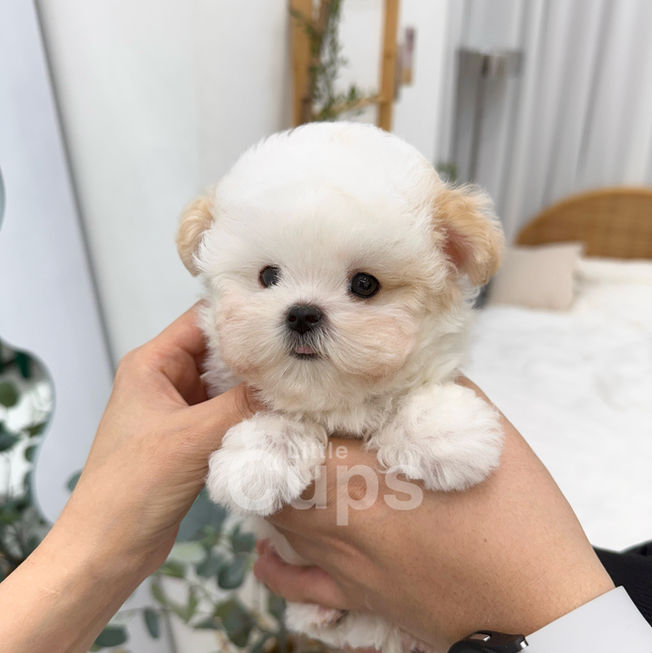 Teacup Maltipoo parti male puppy for sale – Tiny white puppy with caramel-colored ears named Waffle