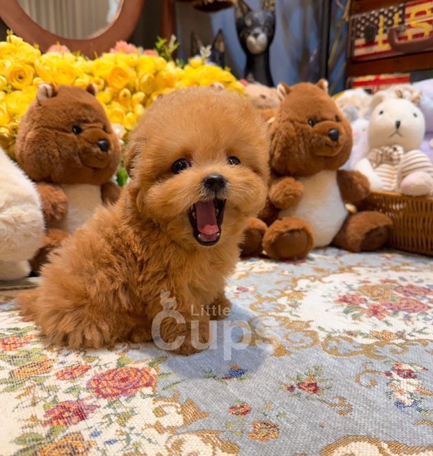Red teacup Poodle puppy Bagel yawning on a floral rug with plush bears and yellow flowers behind him, showing his tiny size and round teddy bear face for Canadian families.
