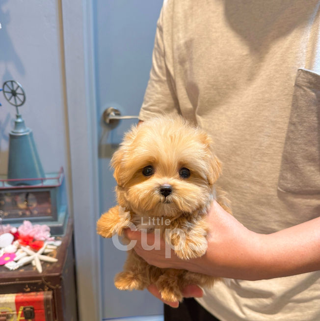 Light brown teacup Maltipoo puppy named Benny held gently in one hand, with a cozy room and vintage decor in the background