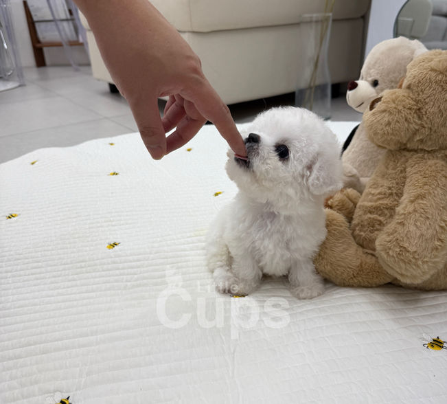 Teacup Bichon white male puppy for sale – Nino