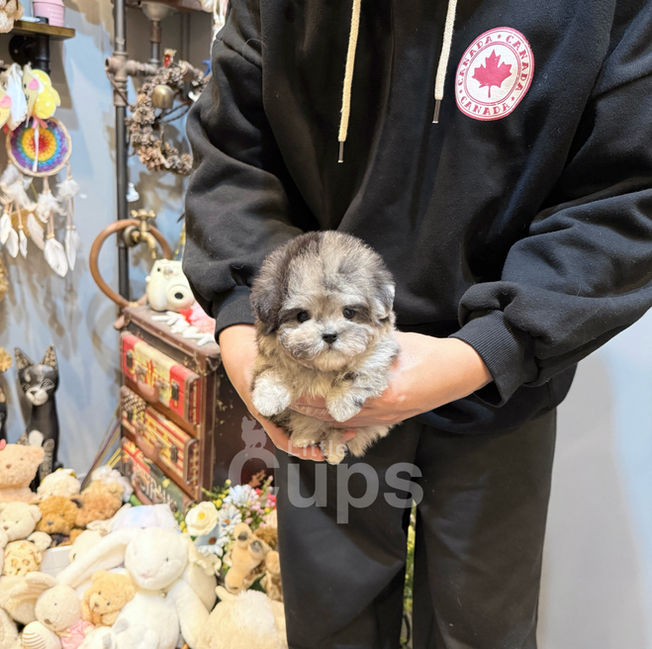 Blue merle teacup Maltipoo puppy Bellamy being held gently indoors for Canada and USA adoption