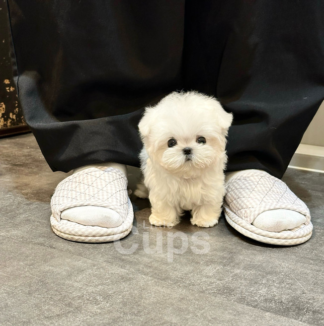 Available Teacup Poodle Puppy Little Cups GTA Toronto, Canada