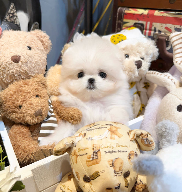tiny white teacup Maltipom puppy Mew, Maltese and Pomeranian mix, surrounded by teddy bears