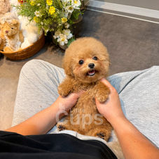 A smiling apricot teacup poodle puppy sitting on a person's lap, showing her happy personality.