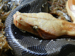 Phyton curtus brongersmani 021