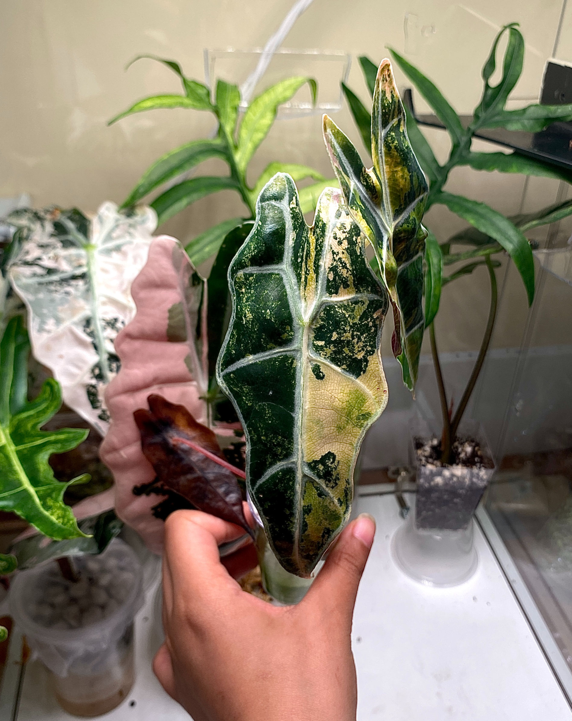 Alocasia Sanderiana Bull Aurea - Corming