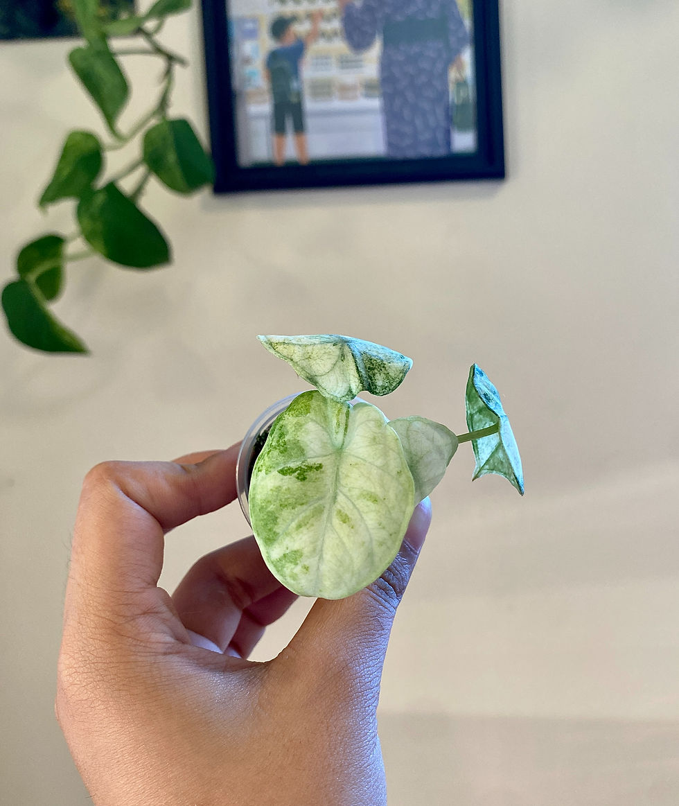 Thumbnail: Alocasia Black Velvet Ninja Splash