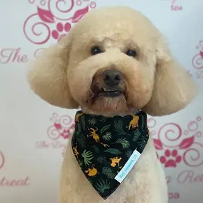 How Often Should My Dog Be Groomed?