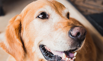 Golden retriever