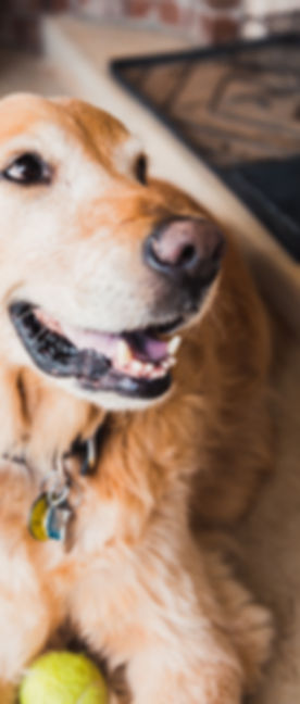 Golden retriever
