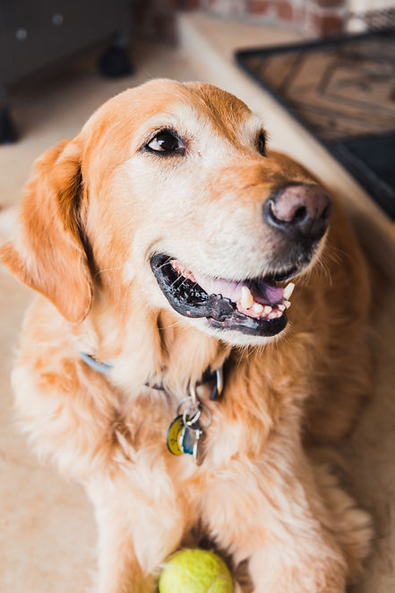 Golden retriever