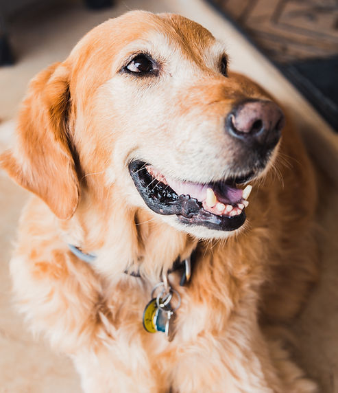 Golden retriever