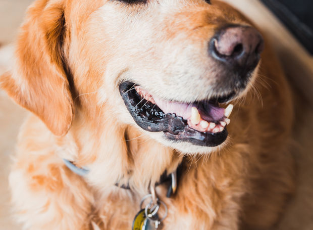 Golden retriever