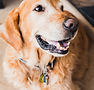 Golden Retriever Portrait