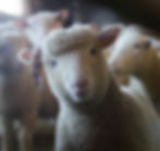 Curious as a...lamb? Photo Trinity Kubassek