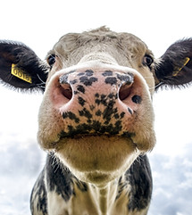 black-and-white-dairy-cow-s-head-2647053.jpg
