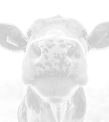 black-and-white-dairy-cow-s-head-2647053_edited.jpg