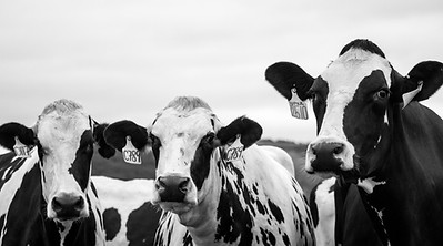 grayscale-photography-of-three-cows-877234.jpg