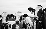 grayscale-photography-of-three-cows-877234.jpg