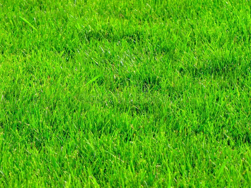 grass-background-10469374.webp