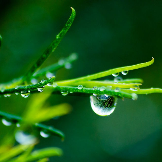 macro_water_water_drops_green-56983_edit